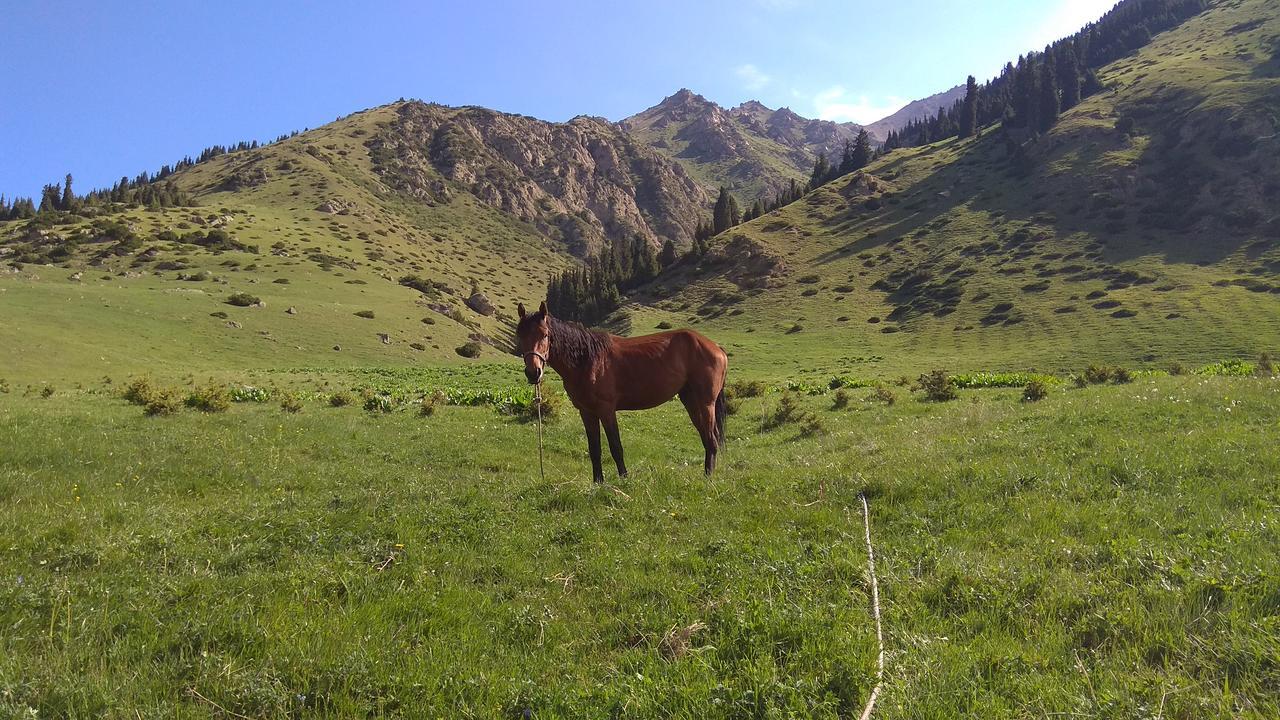 Ala-Kul Guesthouse In Altyn-Arashan Karakol Dış mekan fotoğraf